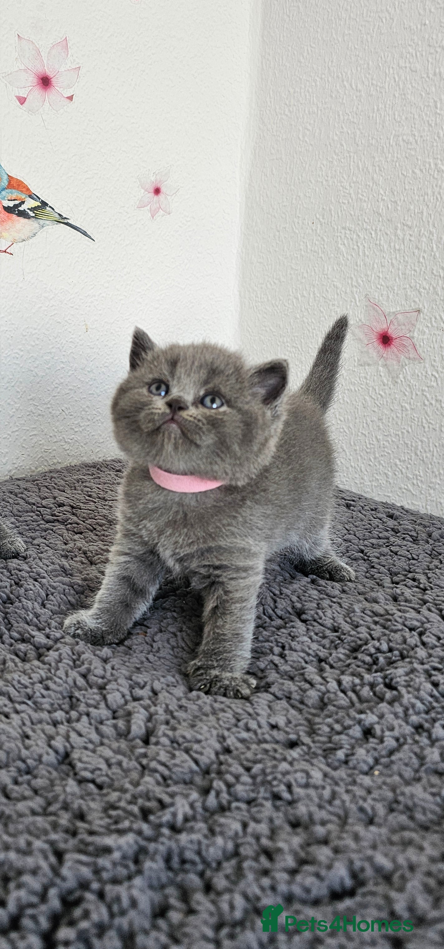 British Shorthair cats Gccf British shorthair kittens - Advert 1