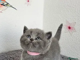 British Shorthair cats Gccf British shorthair kittens - Advert 1