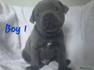 Staffordshire Bull Terrier dogs Stunning Blue Staffordshire Bull terrier puppy's - Advert 5