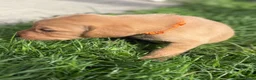 Labrador Retriever dogs for sale: Labrador Puppies for sale - Advert 17