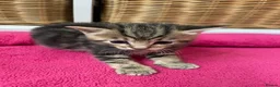 Mixed Breed cats for sale: Kittens : Ready to view  - Advert 7