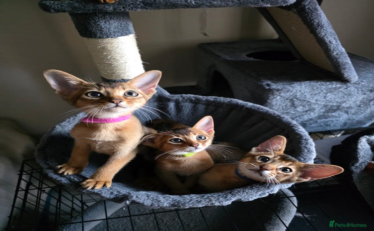 Abyssinian cats - Advert 2