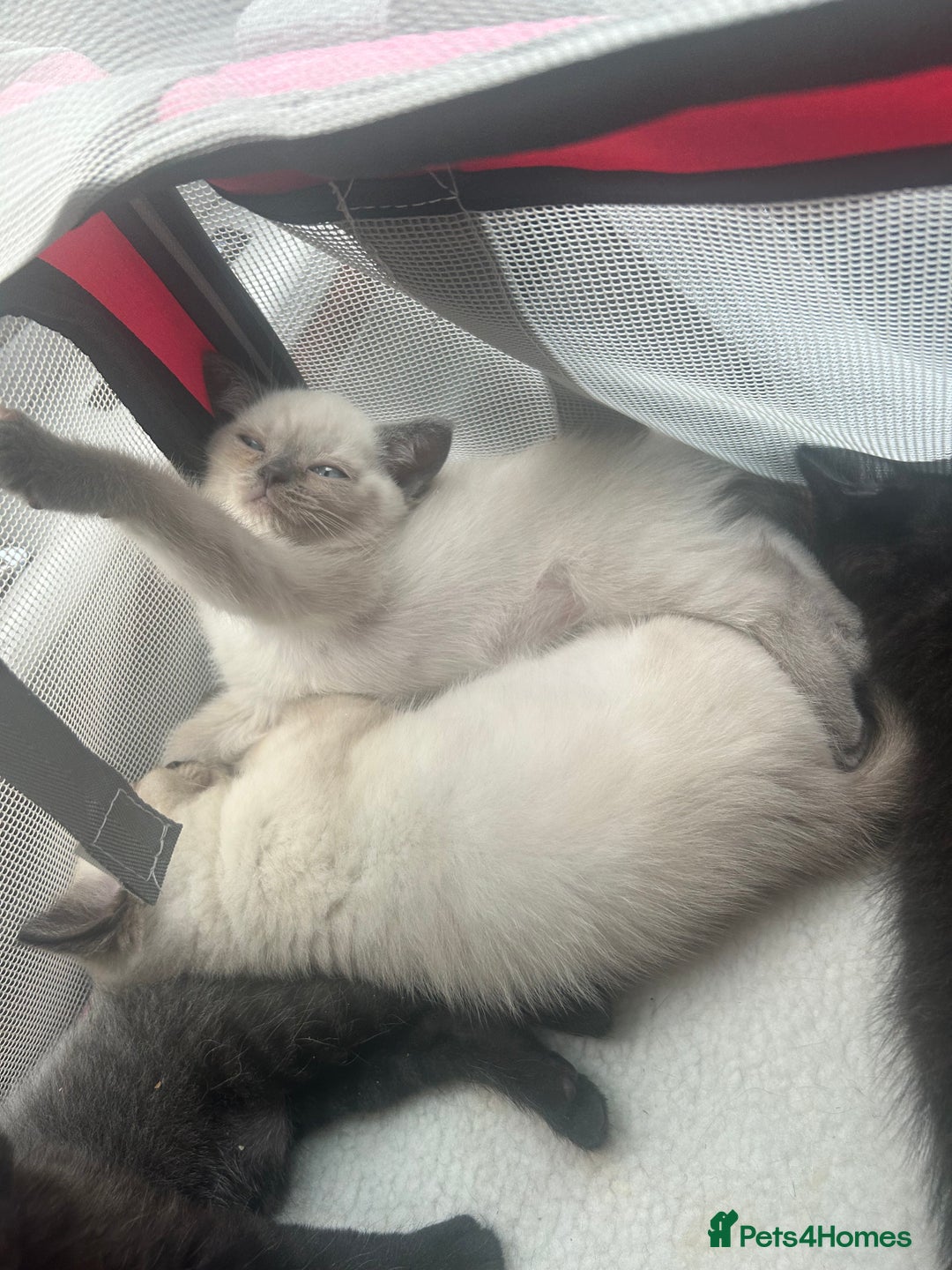 American Shorthair cats for sale: British short haired kitten  - Image 13