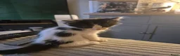 Maine Coon cats for sale: Maine coon baby floofs - Advert 6