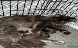 Maine Coon cats for sale: Chunky and fluffy Mainecoon kittens - Image 8