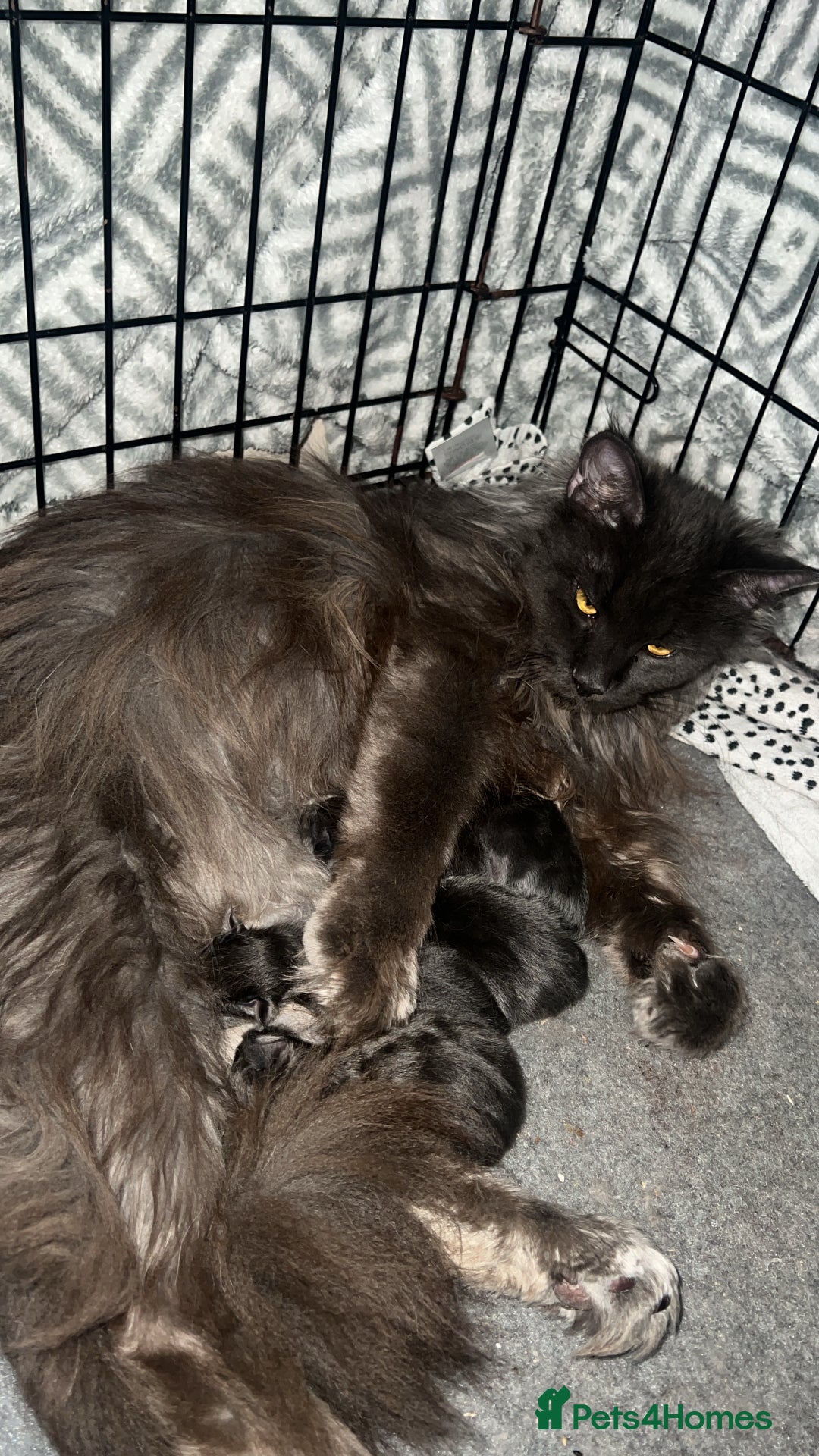 Maine Coon cats for sale: Chunky and fluffy Mainecoon kittens - Image 8