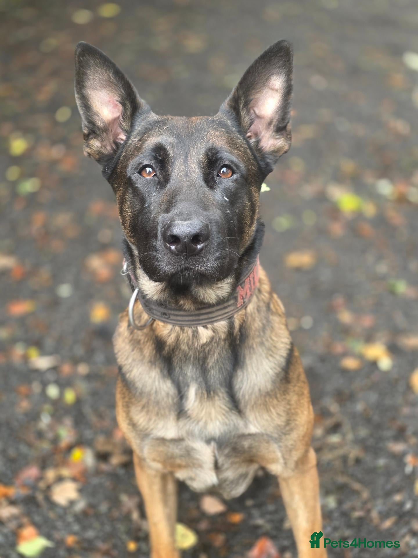 Belgian Shepherd Dog dogs A girl's best friend. Perfect family protection   - Advert 3