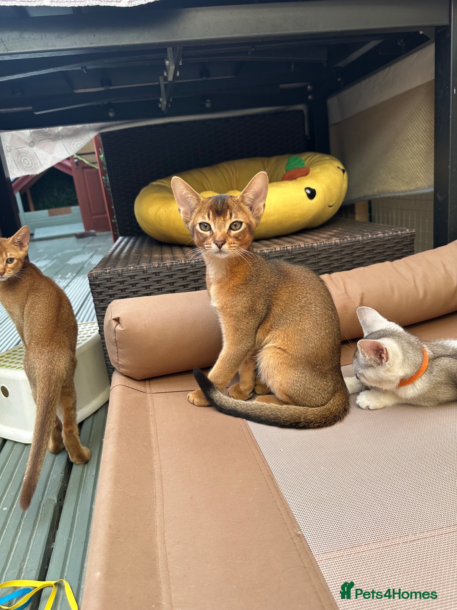 Abyssinian cats Abyssinian kittens 🌟😻🌟 - Advert 16