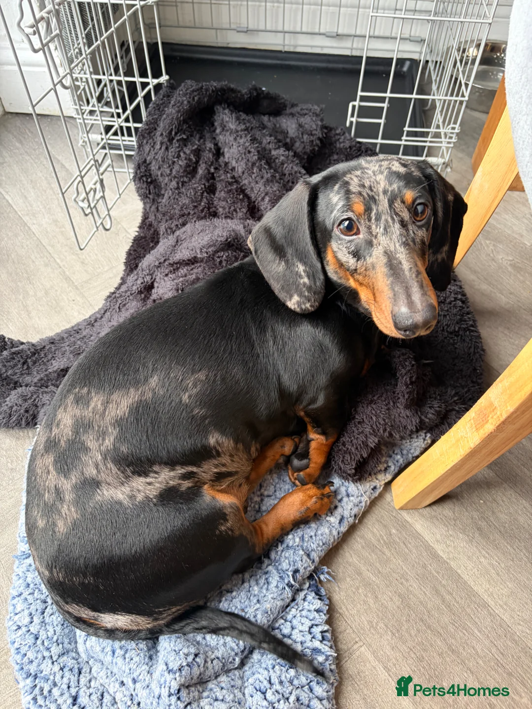 Dachshund dogs for sale: Silver dapple daschaund girl 1 year old  in Redditch - Advert 3