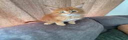 Maine Coon cats for sale: Rare beautiful reds, creams and blue Maine Coons - Advert 2