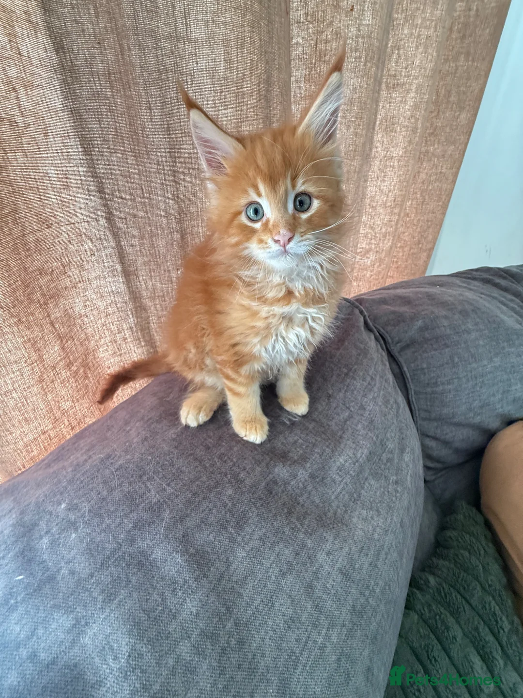 Maine Coon cats for sale: Rare beautiful reds, creams and blue Maine Coons - Advert 2