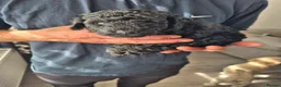 Miniature Poodle dogs for sale: 2 beautiful KC registered miniature poodles - Advert 3