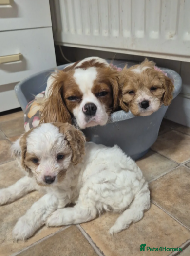 Cavapoo dogs Beautiful Cavapoo Puppies - Advert 7