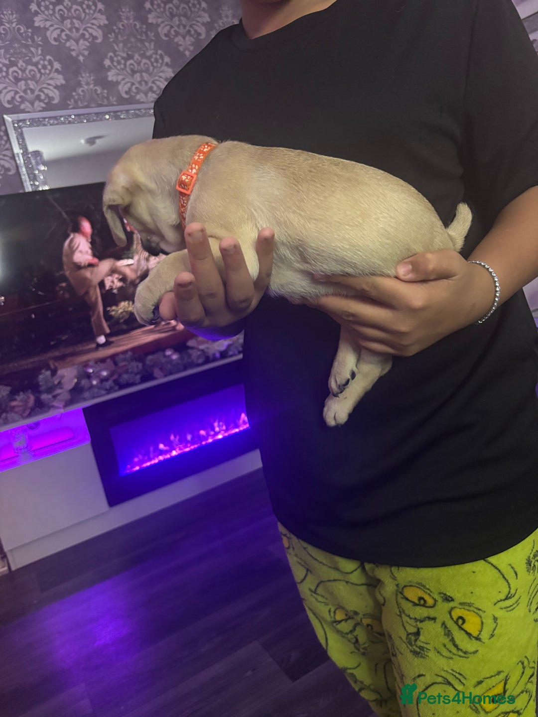 Frug dogs for sale: Brown Frug Boy - Advert 5