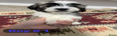 Mixed Breed 1