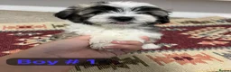 Mixed Breed dogs for sale: Bichon Frisé × Maltese Puppies - Advert 2
