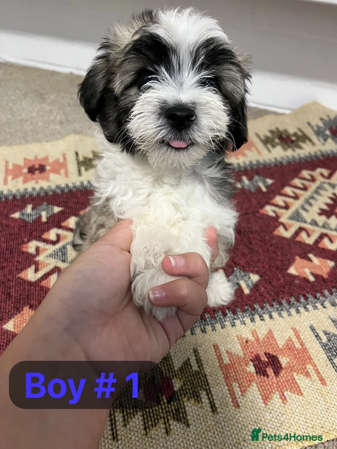Mixed Breed dogs for sale: Bichon Frisé × Maltese Puppies - Advert 2