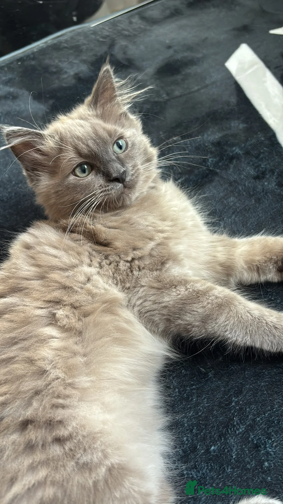 Ragdoll cats for sale: Ragdoll x mink tonkinese kittens - Advert 2