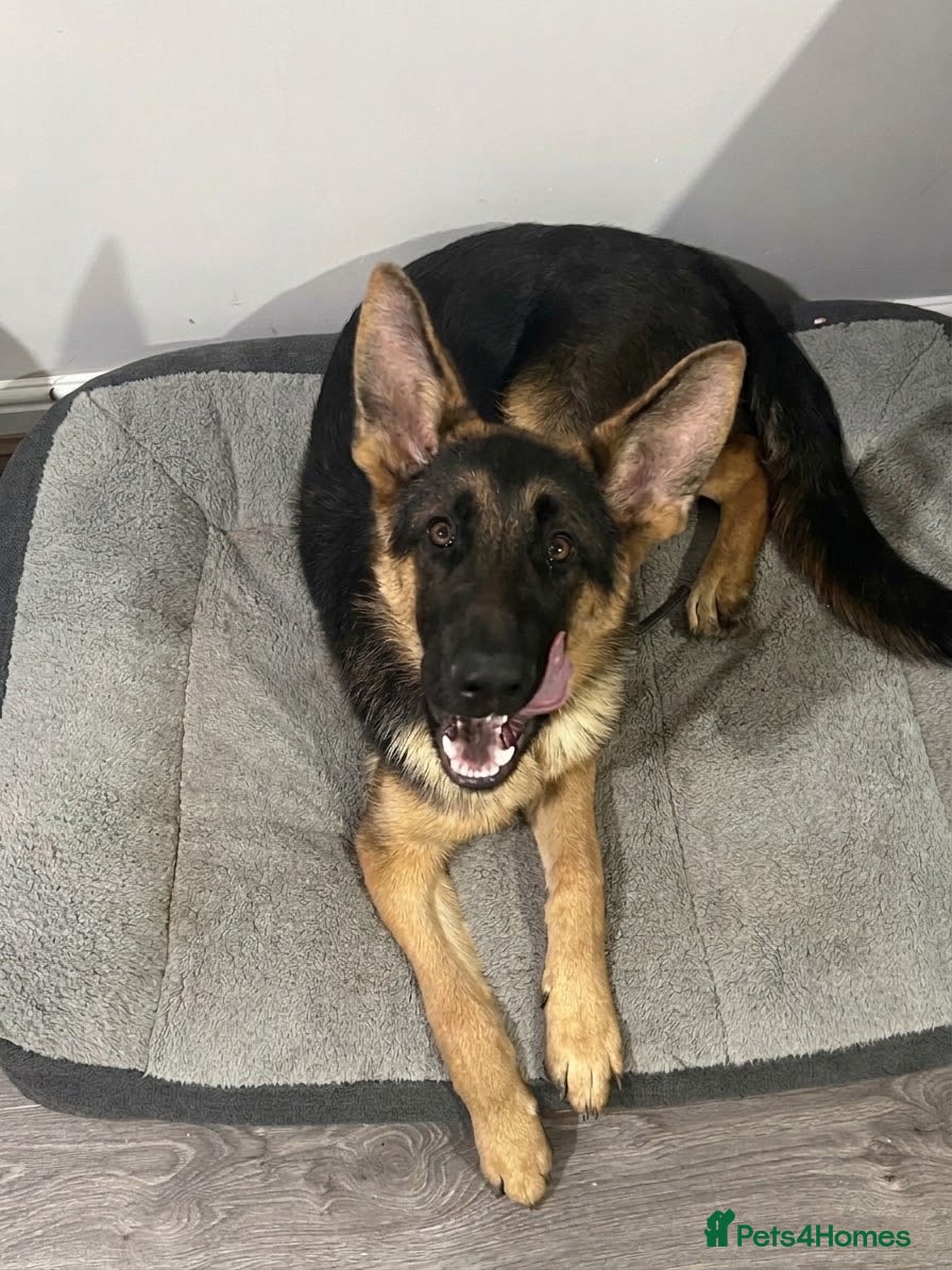 German Shepherd dogs KC Reg 6-Month Male GSD – Son of Ibar vom Radhaus - Advert 11