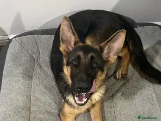 German Shepherd dogs KC Reg 6-Month Male GSD – Son of Ibar vom Radhaus - Advert 1