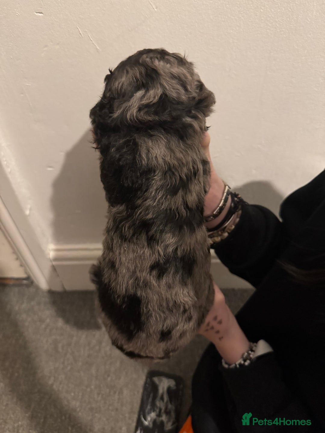 Labradoodle dogs for sale: Beautiful unique mini labradoodles with rare coats - Image 5