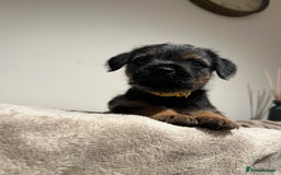 Border Terrier dogs for sale: Border Terrier Puppies - Image 6