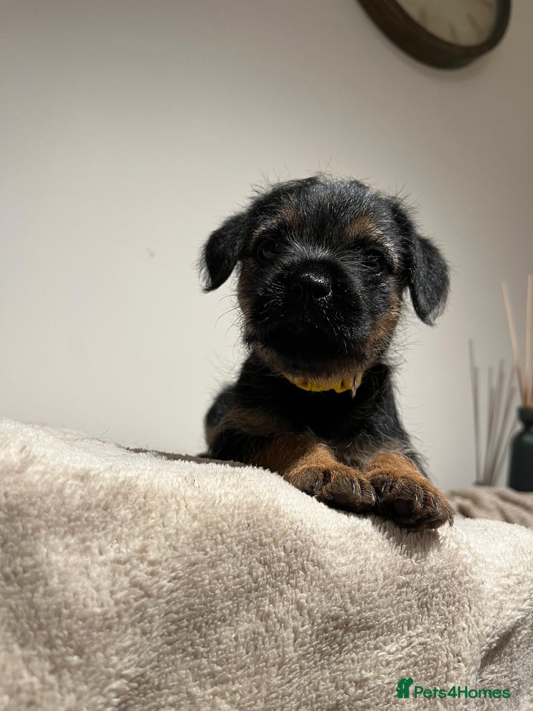 Border Terrier dogs for sale: Border Terrier Puppies - Image 6