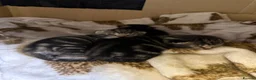 Domestic Shorthair cats for sale: Beautiful kittens  in Tadley - Advert 2