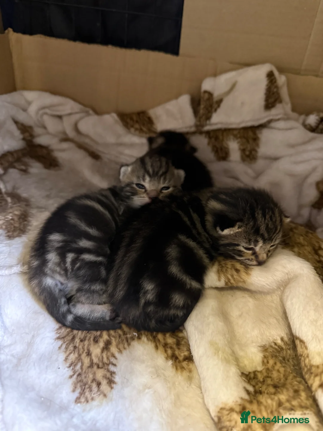 Domestic Shorthair cats for sale: Beautiful kittens  in Tadley - Advert 2