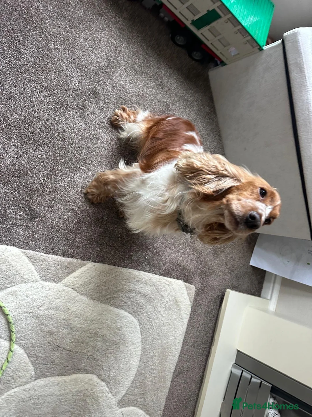 Cocker Spaniel dogs for sale: beautiful female cocker spaniel - Advert 2