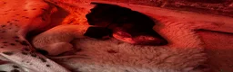 German Shorthaired Pointer dogs for sale: German shorthaired pointers puppies kc registered  in Uckfield - Advert 6
