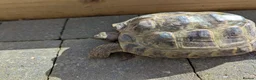 Tortoise reptiles for sale: Horsefield tortoises - Advert 9