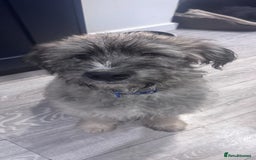 Mixed Breed dogs for adoption: Linus  - Image 2