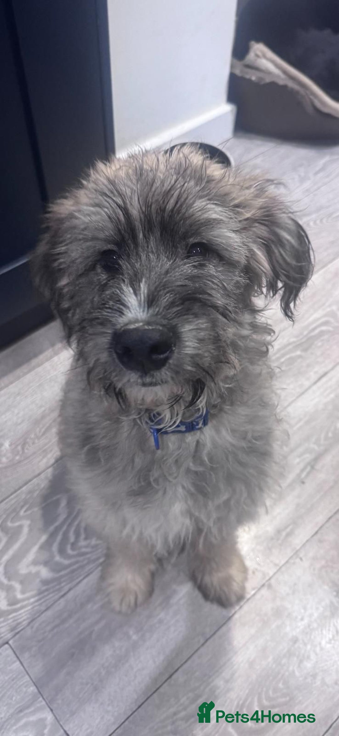 Mixed Breed dogs for adoption: Linus  - Image 2