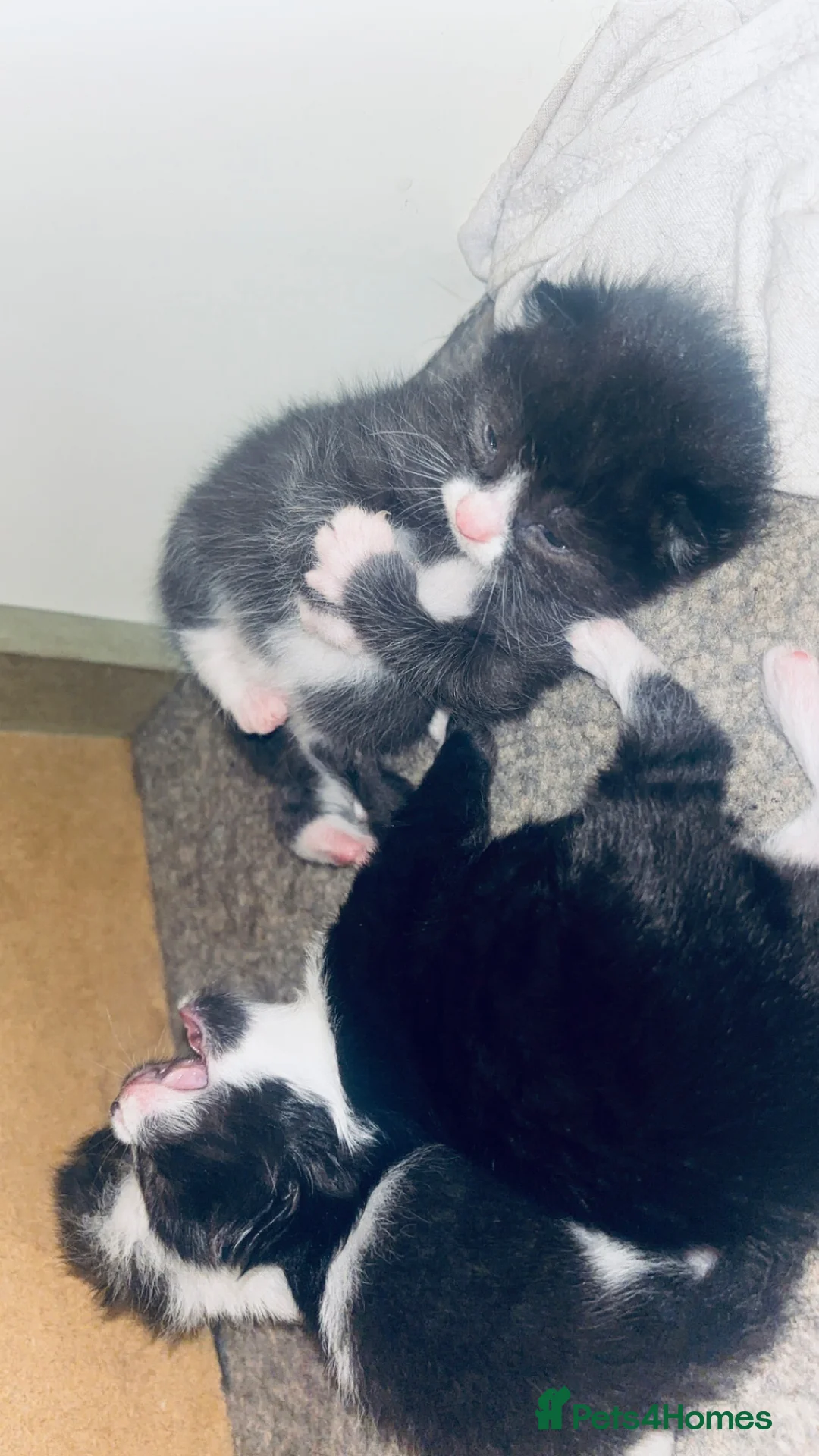 Mixed Breed cats for sale: RAGDOLL CROSS KITTENS  in Manchester - Advert 2