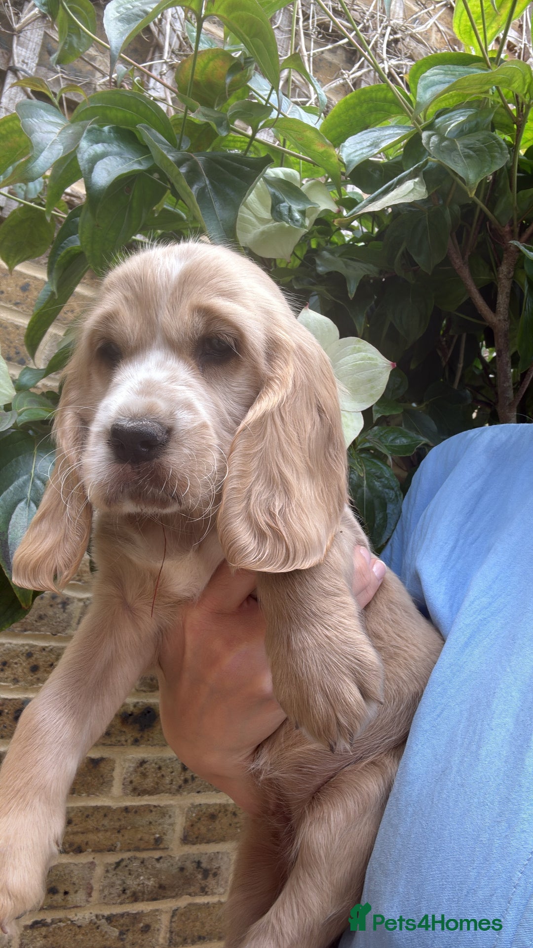 Gallery Image {{count}}