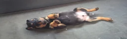 Rottweiler dogs for sale: Pure breed rottweiler puppies not KC reg - Advert 12