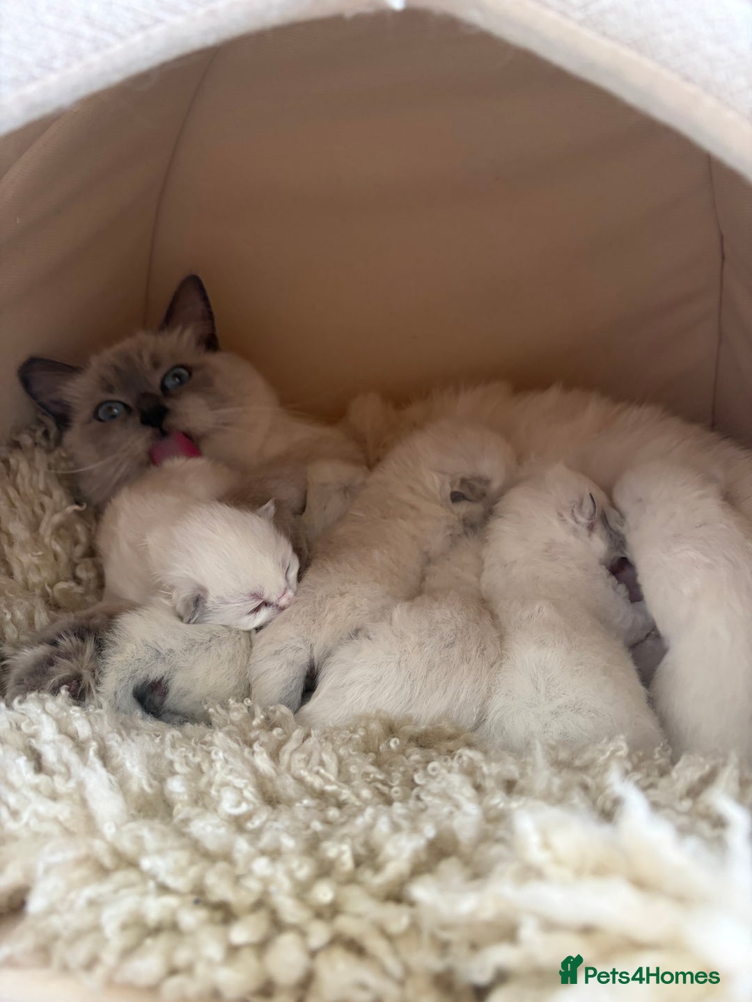 Ragdoll cats for sale: Ragdoll Purebred kittens 🩷🩵 - Advert 2