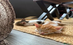 Domestic Shorthair cats for sale: Family-Raised Kittens, Friendly, Playful Ready Now - Image 17