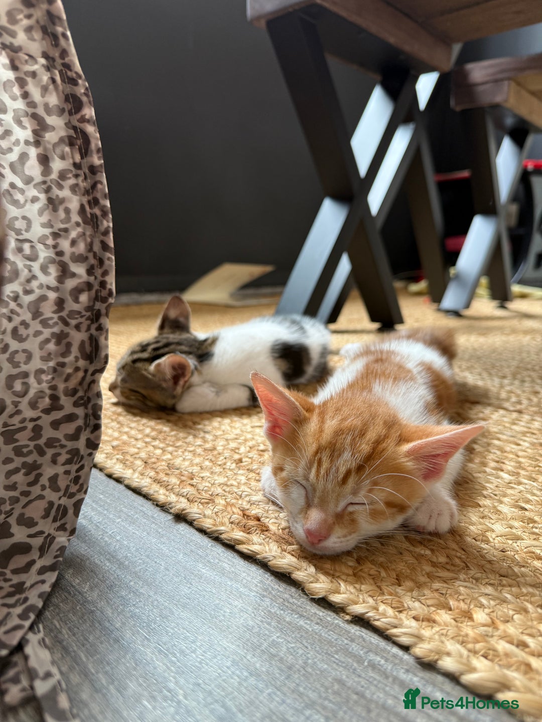 Domestic Shorthair cats for sale: Family-Raised Kittens, Friendly, Playful Ready Now - Image 17