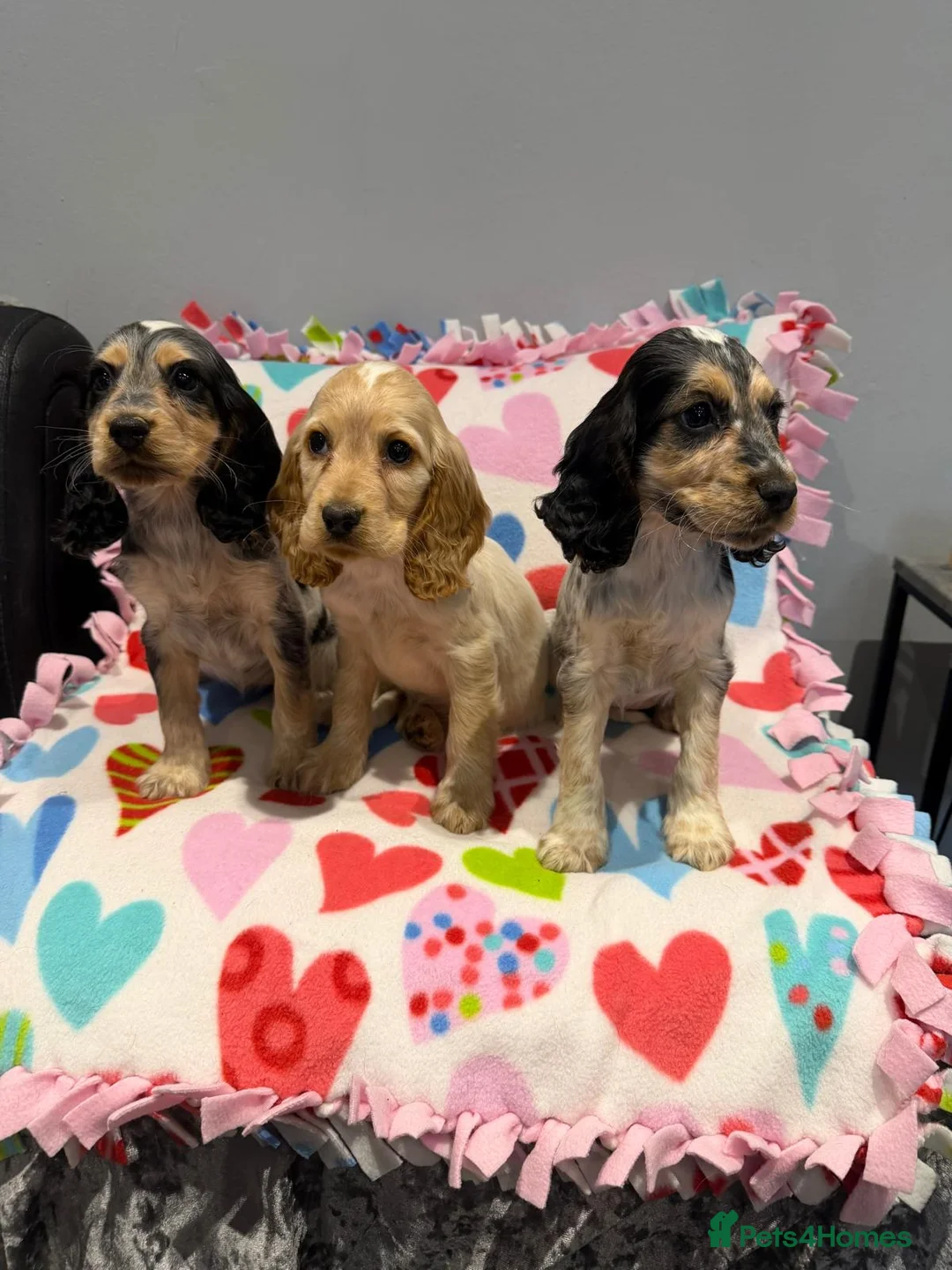 Cocker Spaniel dogs for sale: Gorgeous cocker spaniel pups ready to go  - Advert 2