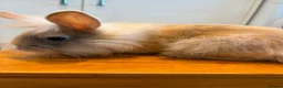 Lionhead rabbits for sale: 2 male lion head boys both brothers - Advert 9
