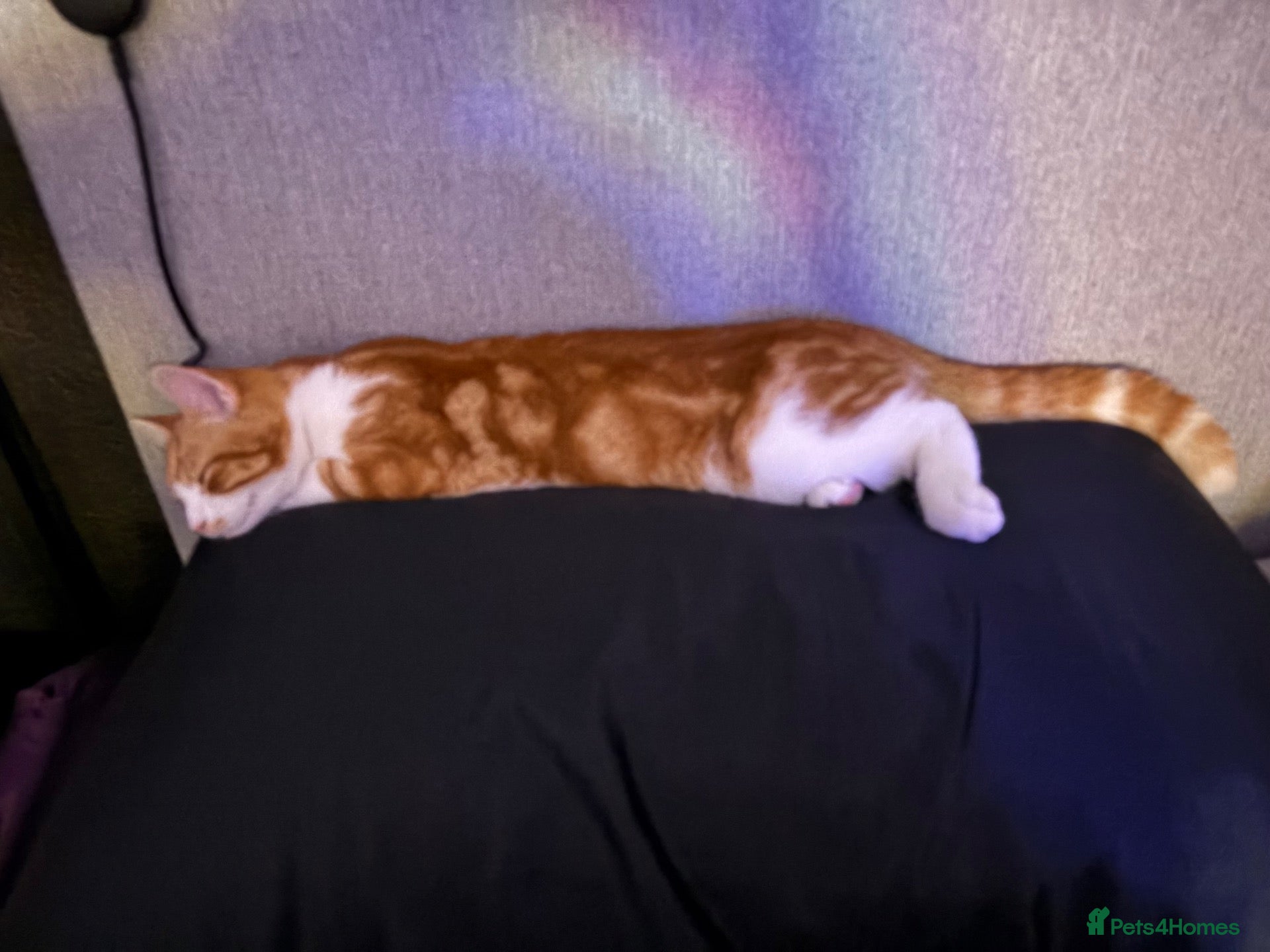 Mixed Breed cats Kitten Ginger Male Hand reared - Advert 10