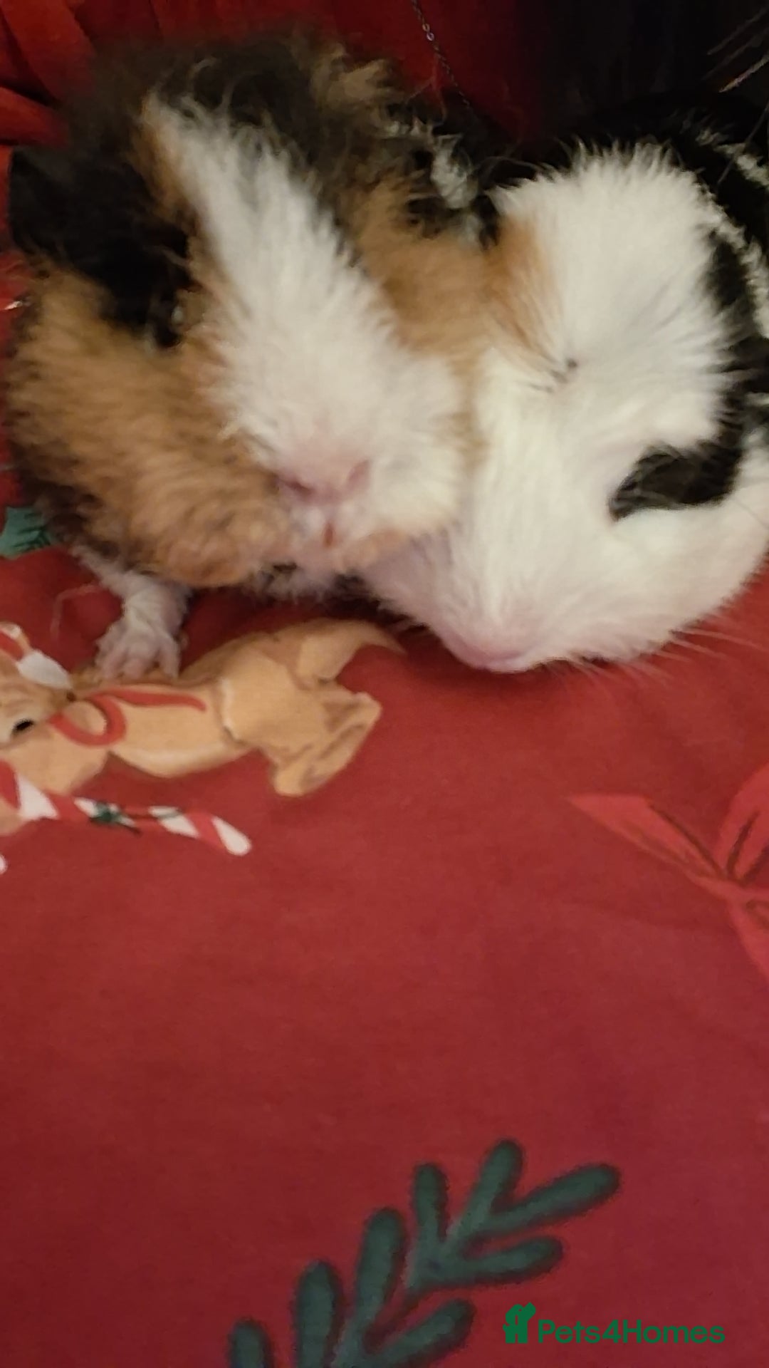 Guinea Pig rodents for sale: Guinea Pigs - Advert 3