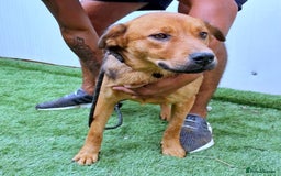 Mixed Breed dogs for adoption: 🐾Amber - a sweet & gentle girl with a warm heart - Image 1