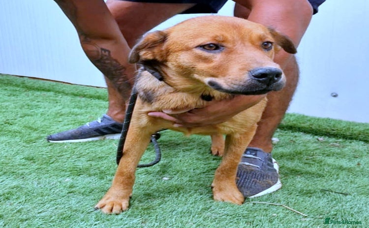 Mixed Breed dogs - Advert 2