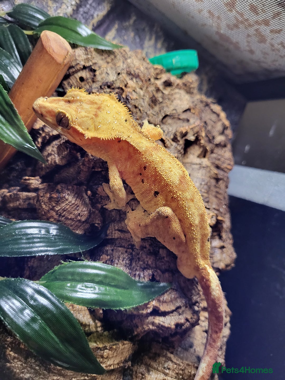 Gecko reptiles for sale: Unsexed Baby Crested Geckos - Advert 11