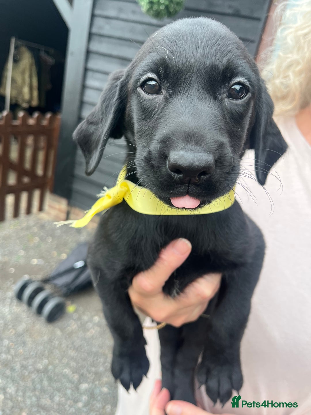 Labrador Retriever dogs for sale: 7 Labrador Puppies - Image 18