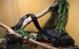 Boa Snake reptiles for sale: Boa img arab  - Image 9