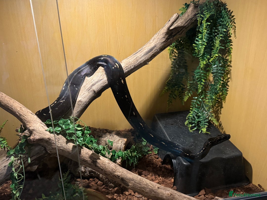 Boa Snake reptiles for sale: Boa img arab  - Image 9